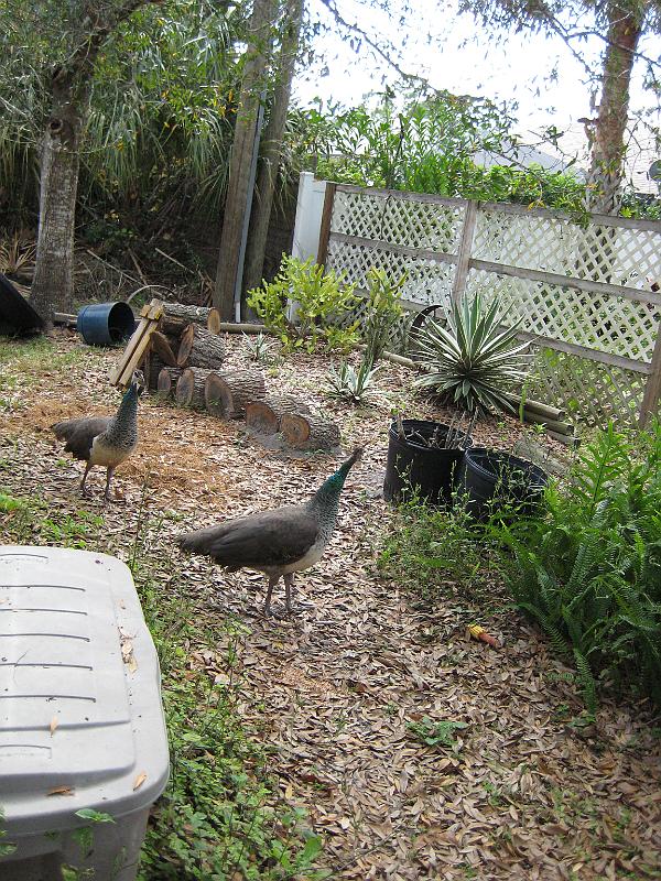 Picture 038